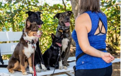 La importancia del trabajo en el mundo canino