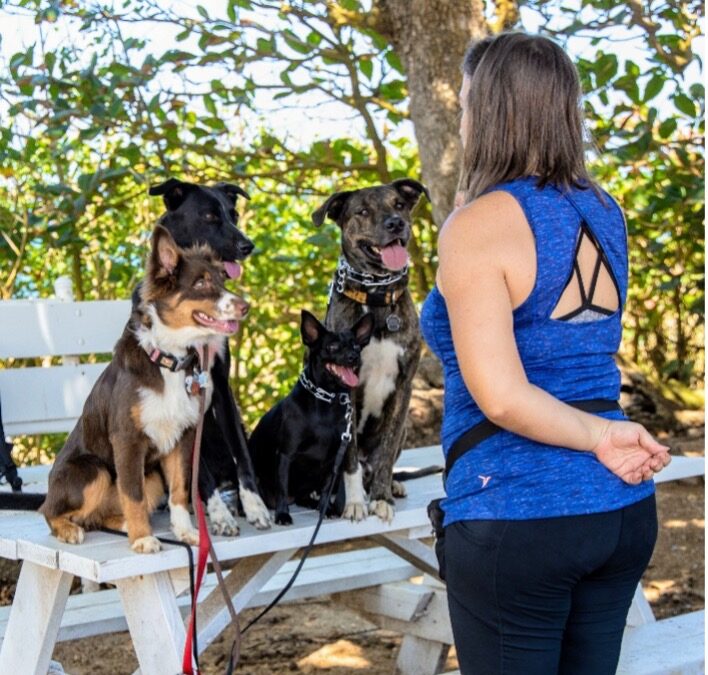 La importancia del trabajo en el mundo canino