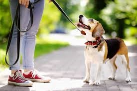 Cómo calmar un perro sobre exitado por salir a caminar